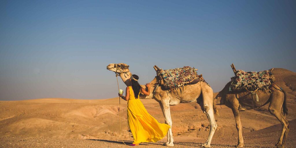 A camels at awedding
